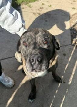 Hector -  Mastiff Dog for Adoption in Bellaire, Michigan - Hector | PetCurious