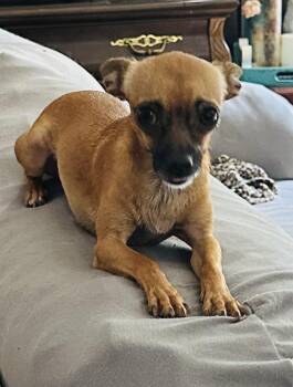 Rosita -  Chihuahua Dog for Adoption in Alafaya, Florida - Rosita | PetCurious