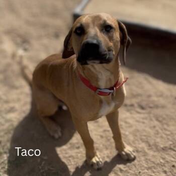 Rescue Labrador Retriever Dogs for Adoption in Shreveport, Louisiana - Taco | PetCurious