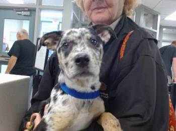 Australian Cattle Dog Blue Heeler and Mixed Breed Dogs Available for Adoption in Oklahoma City, Oklahoma - A473519 | PetCurious