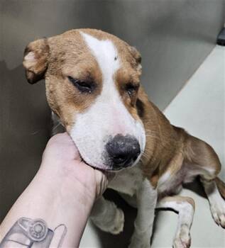 Olipop -  Cattle Dog and Pit Bull Terrier Dog for Adoption in Thousand Oaks, California - Olipop | PetCurious