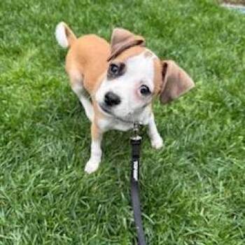 Pug and Mixed Breed Dogs Available for Adoption in Tacoma, Washington - Rufus | PetCurious