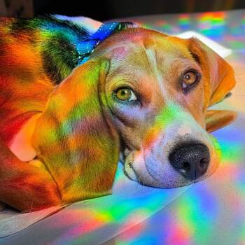 Penny -  Beagle Dog for Adoption in Hanson, Massachusetts - Penny | PetCurious