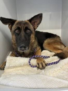 Benihana -  German Shepherd Dog and Mixed Breed Dog for Adoption in Gainesville, Florida - Benihana | PetCurious