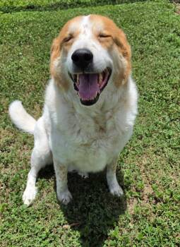 Peanut -  Australian Cattle Dog Blue Heeler Dog for Adoption in Universal City, Texas - Peanut | PetCurious