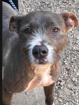Steely -  Terrier and Mixed Breed Dog for Adoption in Houston, Texas - Steely | PetCurious