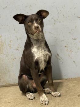 Chihuahua and Pug Dogs Available for Adoption - Roscoe | PetCurious