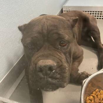 Cane Corso Dogs Available for Adoption in Des Moines, Iowa - Tootie | PetCurious