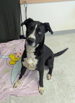 Great Dane and Border Collie Dogs Available for Adoption in Salt Lake City, Utah - *Tova* | PetCurious