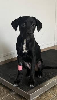 Macym -  Labrador Retriever Dog for Adoption in Rutledge, Tennessee - Macym | PetCurious