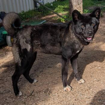 Akita and Mixed Breed Dogs Available for Adoption in Buchanan Dam, Texas - Lady Bird | PetCurious