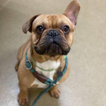 French Bulldog and Mixed Breed Dogs Available for Adoption - Bishop | PetCurious