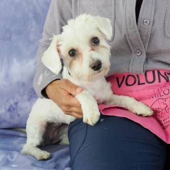 BIANCA -  Miniature Poodle and Mixed Breed Dog for Adoption in Richmond, California - BIANCA | PetCurious
