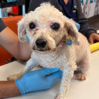 Poodle Dogs Available for Adoption in Nashville, Tennessee - Littlelovin