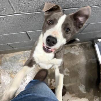 Pit Bull Terrier Dogs Available for Adoption - Rebel | PetCurious