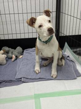 Rescue Pit Bull Terrier Dogs for Adoption in Ventura, California - Ashton | PetCurious