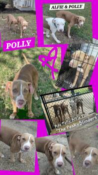 Black Labrador Retriever and American Bulldog Dogs Available for Adoption in Jackson, Tennessee - POLLY | PetCurious