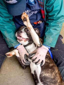 Incense -  Mixed Breed Dog for Adoption in Chamblee, Georgia - Incense | PetCurious