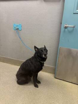 Border Collie and Mixed Breed Dogs Available for Adoption in Las Vegas, Nevada - JASMINE ARMER | PetCurious