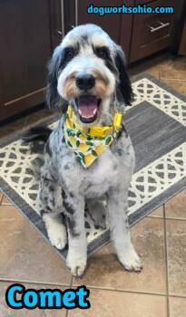 Comet -  Mixed Breed Dog for Adoption in Toledo, Ohio - Comet | PetCurious