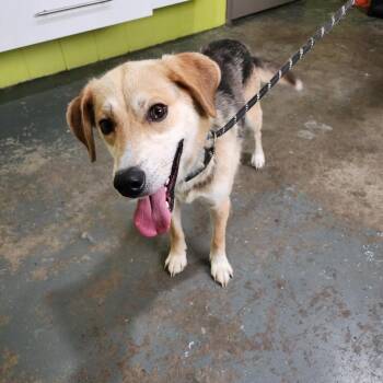 Eyore -  Mixed Breed Dog for Adoption in Point Pleasant, West Virginia - Eyore | PetCurious