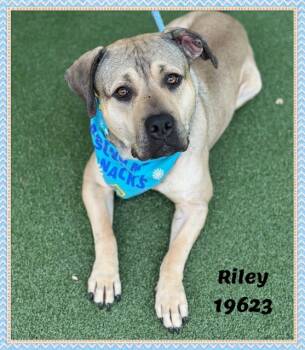 RILEY -  American Bully and Pit Bull Terrier Dog for Adoption in Marietta, Georgia - RILEY | PetCurious