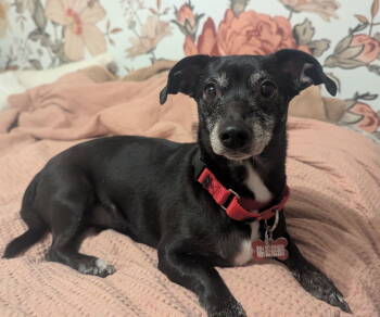 Rescue Dachshund and Chihuahua Dogs for Adoption in Palo Alto, California - Scarlett | PetCurious