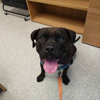 Mixed Breed Dogs Available for Adoption - Doby | PetCurious