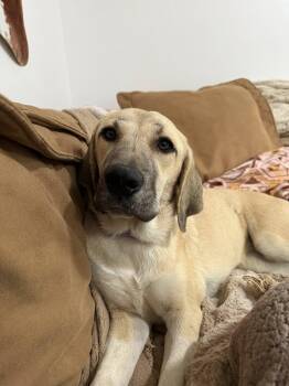 Rescue Anatolian Shepherd Dogs for Adoption in Shinnston, West Virginia - Ivy | PetCurious