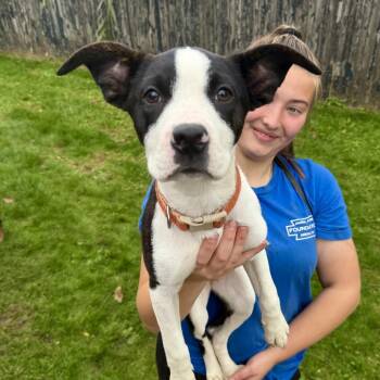 Cherry -  Mixed Breed Dog for Adoption in Bangall, New York - Cherry | PetCurious