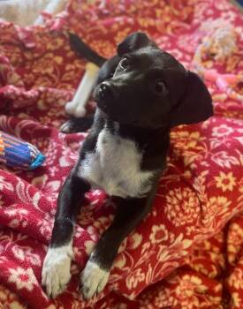Rescue Chihuahua and Dachshund Dogs for Adoption in San Luis Obispo, California - Yin | PetCurious