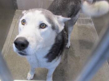 Rescue Siberian Husky Dogs for Adoption in Tustin, California - PEARSON | PetCurious