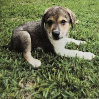 Casey -  Great Pyrenees and Mixed Breed Dog for Adoption in Kansas City, Missouri - Casey | PetCurious