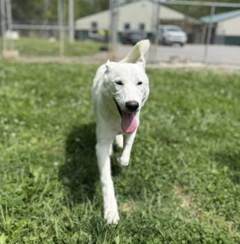 Mixed Breed Dogs Available for Adoption in Leitchfield, Kentucky - Evers | PetCurious