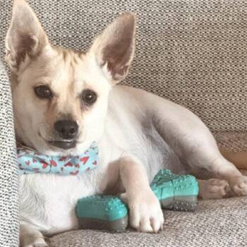 Chihuahua and Corgi Dogs Available for Adoption - STUART | PetCurious