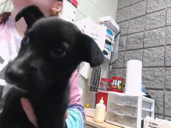 German Shepherd Dog Dogs Available for Adoption in Tulsa, Oklahoma - DIXIE | PetCurious