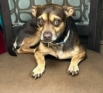 Louie -  Dachshund and Chihuahua Dog for Adoption in Manchester, Tennessee - Louie | PetCurious