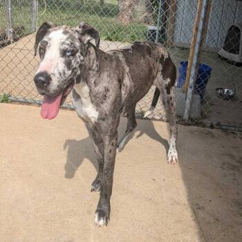 Great Dane Dogs Available for Adoption - Jules | PetCurious