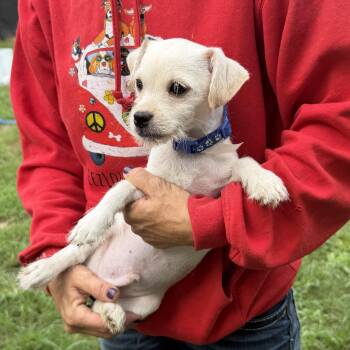 Lalo -  Chihuahua Dog for Adoption in Louise, Texas - Lalo | PetCurious