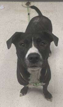 Rescue Terrier and Mixed Breed Dogs for Adoption in Gulfport, Mississippi - Clara | PetCurious