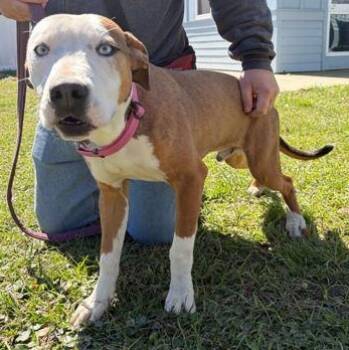 Mixed Breed Dogs Available for Adoption - TEDDY | PetCurious