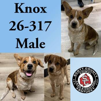 Cattle Dog Dogs Available for Adoption in Georgetown, Kentucky - Knox | PetCurious