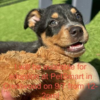 Monica -  Australian Shepherd and Mixed Breed Dog for Adoption in Matteson, Illinois - Monica | PetCurious