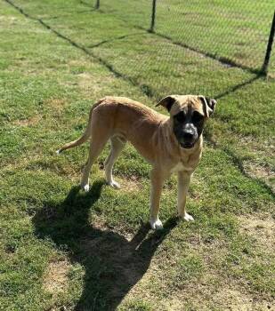 Rescue Mixed Breed Dogs for Adoption in Hernando, Mississippi - Hank/coming Soon | PetCurious