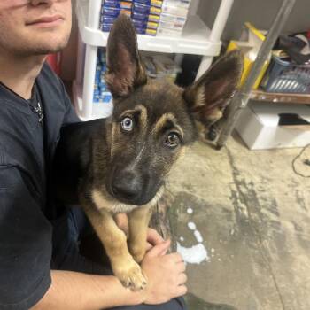Jersey -  Terrier and Mixed Breed Dog for Adoption in Clanton, Alabama - Jersey | PetCurious