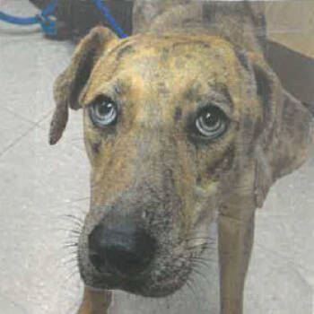 Rescue Catahoula Leopard Dog and Mixed Breed Dogs for Adoption in West Palm Beach, Florida - Karl | PetCurious