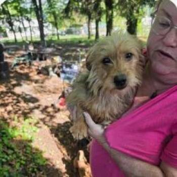 Terrier Dogs Available for Adoption - Lilly | PetCurious