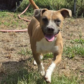 Blink -  Terrier Dog for Adoption in Poplarville, Mississippi - Blink | PetCurious