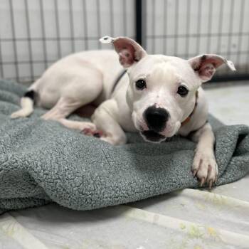 Ghost -  Mixed Breed Dog for Adoption in Youngstown, Ohio - Ghost | PetCurious