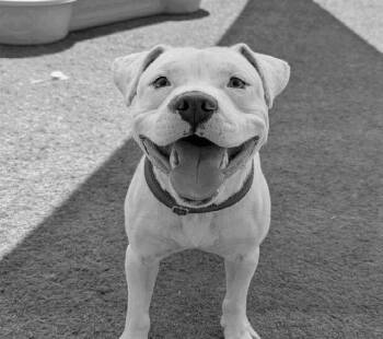 Rescue Pit Bull Terrier and American Bulldog Dogs for Adoption in Las Vegas, Nevada - SNOW | PetCurious